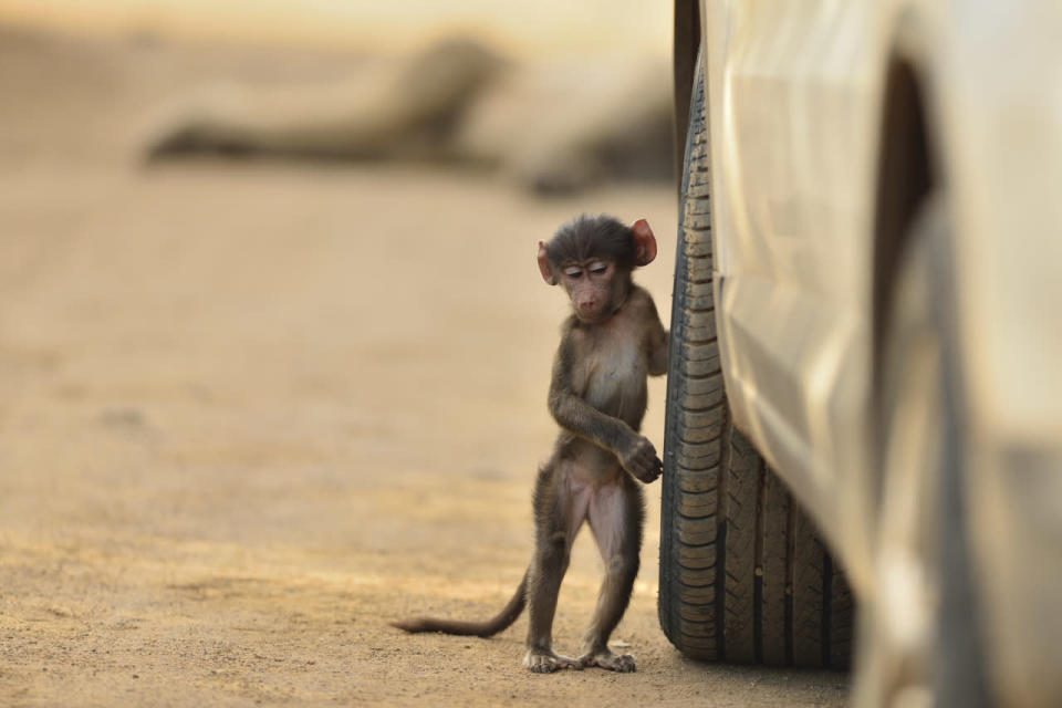 ‘Baby Baboon’