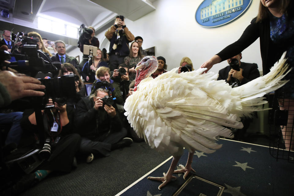 A live turkey is brought into the James S. Brady Press Briefing Room before the media at the White House, Tuesday, Nov. 20, 2018. (Photo: Manuel Balce Ceneta/AP)