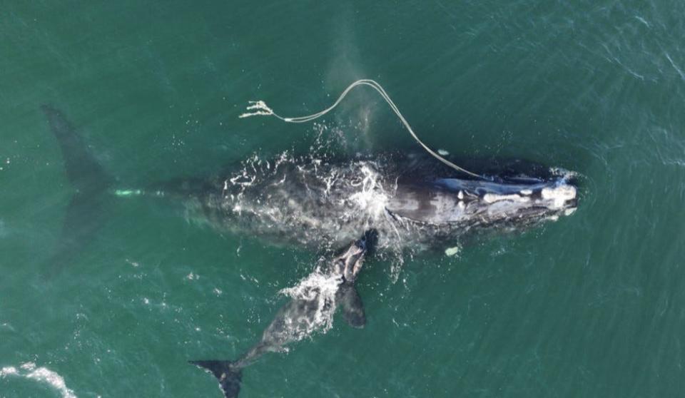 Snow Cone entangled in fishing gear,  seen off the coast of Georgia with her second calf in December 2021. Her first known calf died from a vessel strike off the coast of New Jersey in June 2020.