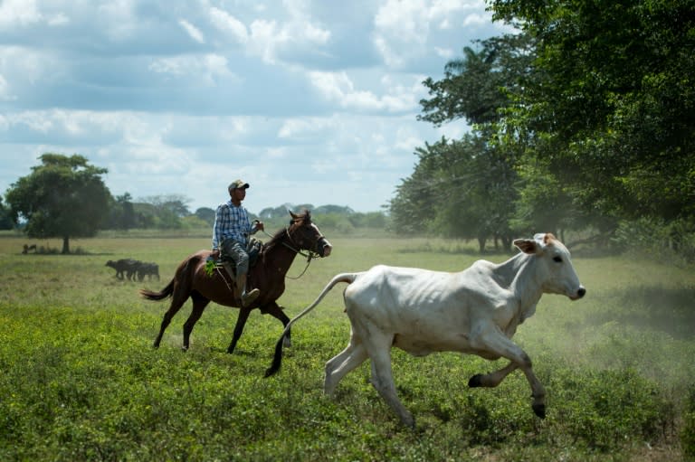 Venezuela's National Federation of Cattle Ranchers says meat consumption is way down -- and government policies are making it even more difficult