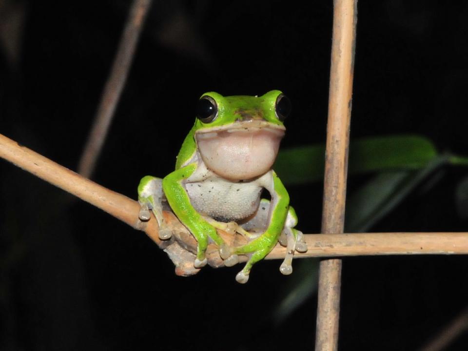 諸羅樹蛙僅分布於臺灣雲林、嘉義、臺南平原區域，保育諸羅樹蛙可領薪水。（圖：嘉義分署提供）