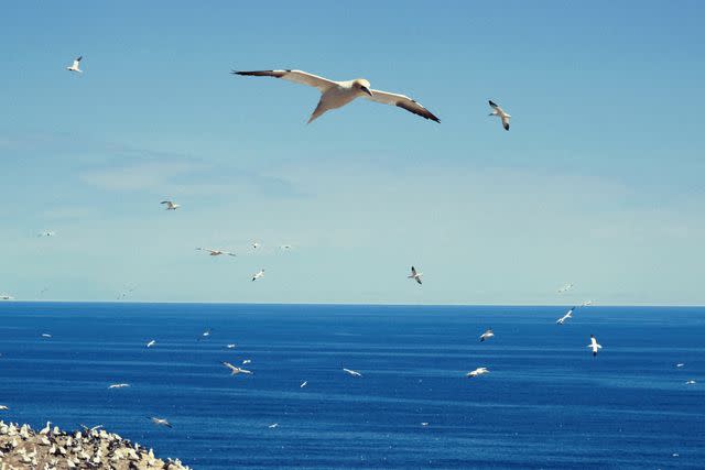 <p>William Craig Moyes</p> Seagulls over Bonaventure Island.