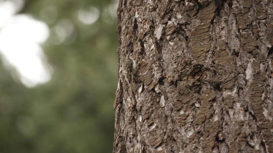 A Brown Creeper (Certhia americana) creeping and climbing up a tree, blending into the tree bark with camouflage. Taken in Victoria, BC, Canada.