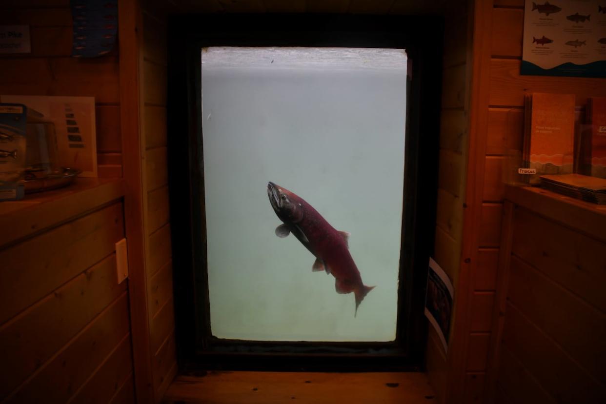 A lone chinook salmon swims by an underwater viewing window at the Whitehorse Fish Ladder in August 2022. (Jackie Hong/CBC - image credit)