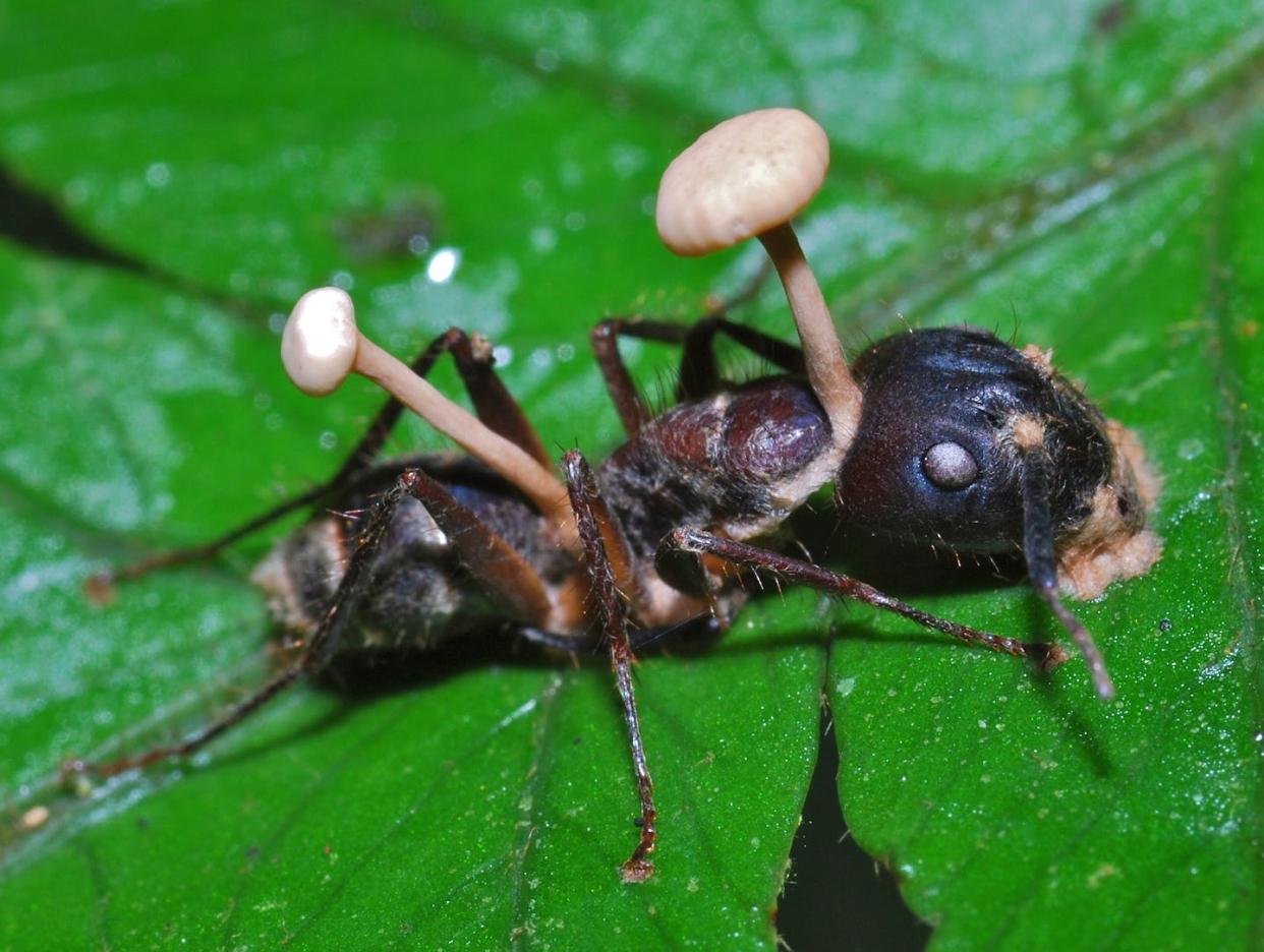 Una hormiga momificada por el ataque de un Ophiocordyceps cuyos estromas emergen del cuerpo del insecto. <a href="https://commons.wikimedia.org/wiki/File:Ant_Killed_by_Fungus_-_Cockscomb_Wildlife_Sanctuary,_Belize.jpg" rel="nofollow noopener" target="_blank" data-ylk="slk:Bernard Dupond;elm:context_link;itc:0;sec:content-canvas" class="link ">Bernard Dupond</a>, <a href="http://creativecommons.org/licenses/by-sa/4.0/" rel="nofollow noopener" target="_blank" data-ylk="slk:CC BY-SA;elm:context_link;itc:0;sec:content-canvas" class="link ">CC BY-SA</a>