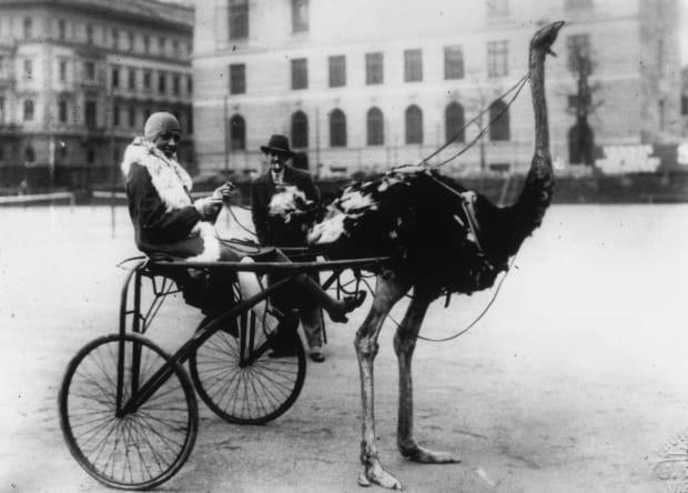 Josephine Baker circa 1920 in an ostrich-drawn carriage, or racing "sulky."