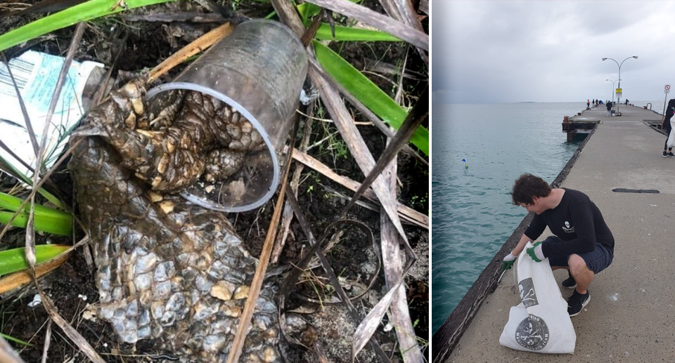 The decomposing lizard was picked up along with 70kg of garbage. Source: Sea Shepherd