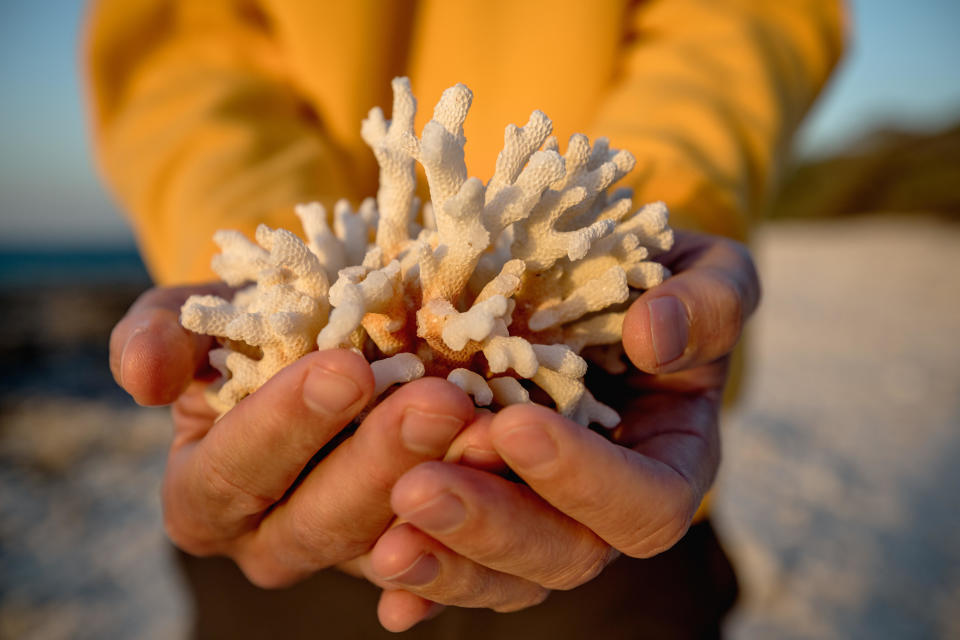 Dead coral found at lady Elliot island.  In the quest to save the Great Barrier Reef, researchers, farmers and business owners are looking for ways to reduce the effects of climate change.  / Credit: Jonas Gratzer/LightRocket via Getty Images