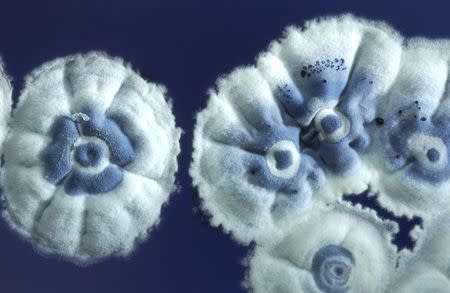Streptomyces coelicolor is seen in this undated handout photograph released in London August 8, 2014. REUTERS/Mervyn Bibb and Andrew Davis/John Innes Centre/Handout via Reuters