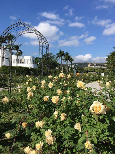 花博新生園區內的樹玫瑰、法國玫瑰、茶香玫瑰、英國玫瑰、豐花玫瑰等，已經陸續開花囉！   圖：取自 工務話台北 臉書粉絲專頁