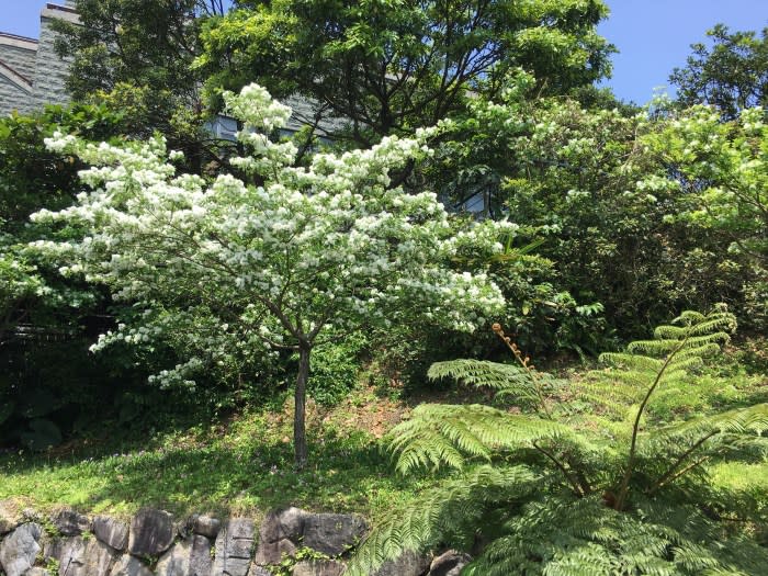 朝山棧道沿途開滿白流蘇（圖／林書竹攝）