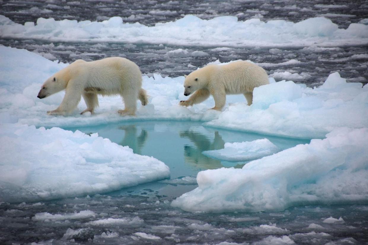 Polar bears can be found in Alaska, Canada, Russia, Greenland as well as other northern arctic islands, including Svalbard.