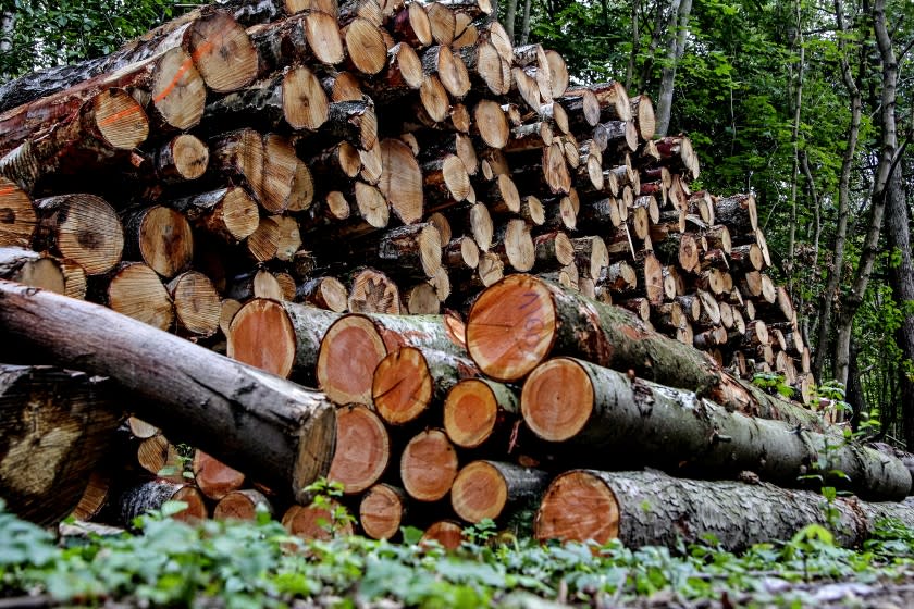 Gdansk , Poland 15th, September 2019 Wood stacks among remains of the forest grubbed under the new road construction are seen in Gdansk, Poland on 15 September 2019 (Photo by Vadim Pacajev /Sipa USA)(Sipa via AP Images)