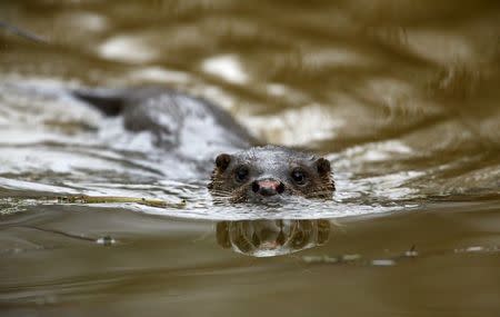 An otter swims in a river in the 30 km (19 miles) exclusion zone around the Chernobyl nuclear reactor in the abandoned village of Pogonnoe, Belarus, March 13, 2016. REUTERS/Vasily Fedosenko