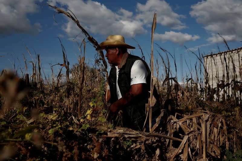 Porfirio García observa su campo de maíz seco en Tepeteopan, estado de Puebla, México