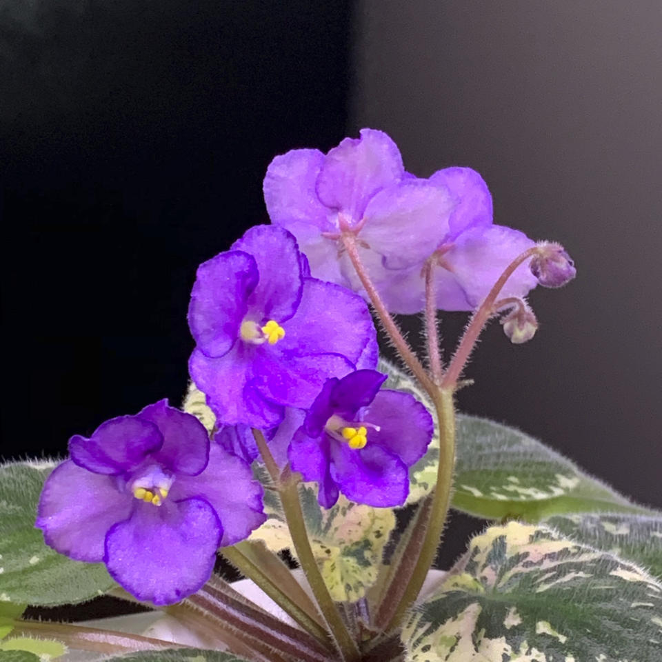 This undated photo provided by Ana Carlson of Sill Appeal, shows a variegated African violet with purple flowers in Santa Monica, Calif. The houseplant has become a popular variety on the social media app Instagram. (Sill Appeal via AP)