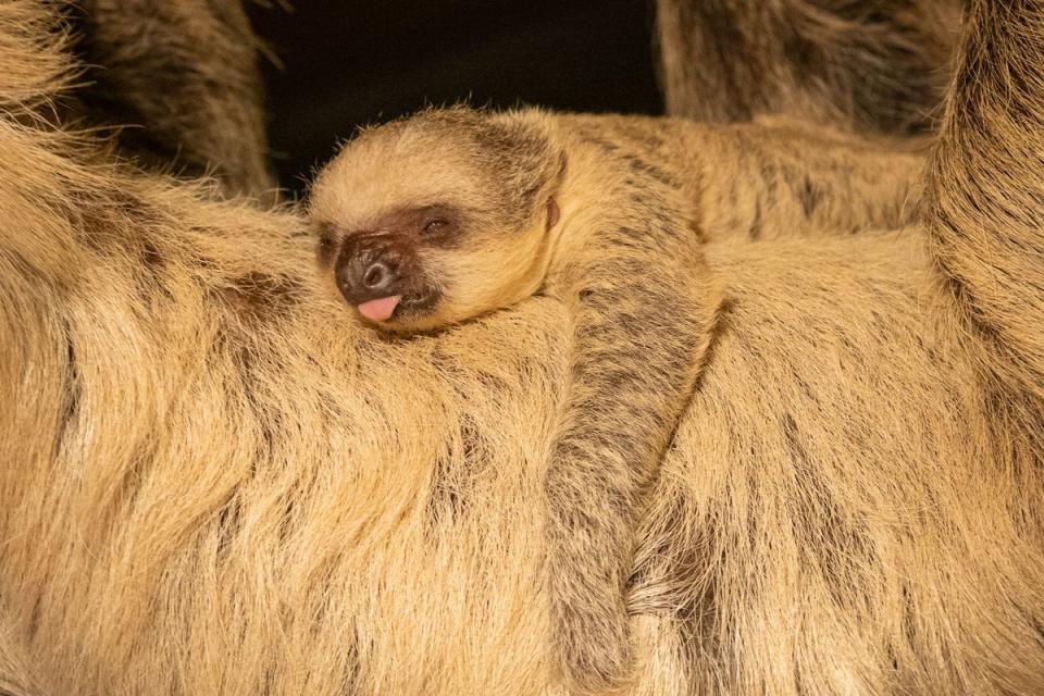 London Zoo’s first 2023 arrival – a baby two-toed sloth, born on New Year’s Day (ZSL London Zoo /PA Media)