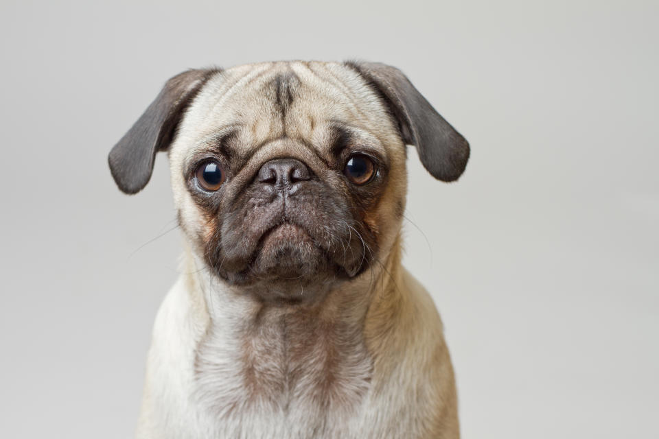 Portrait of pug against white background.