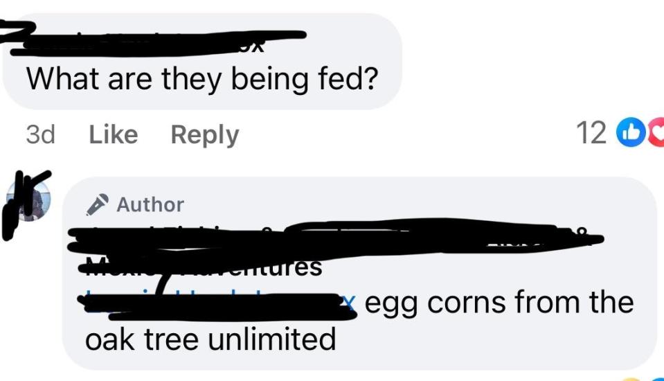 Text post: "What are they being fed?" Comment reply: "Egg corns from the oak tree unlimited." (Note: Personal information has been redacted.)