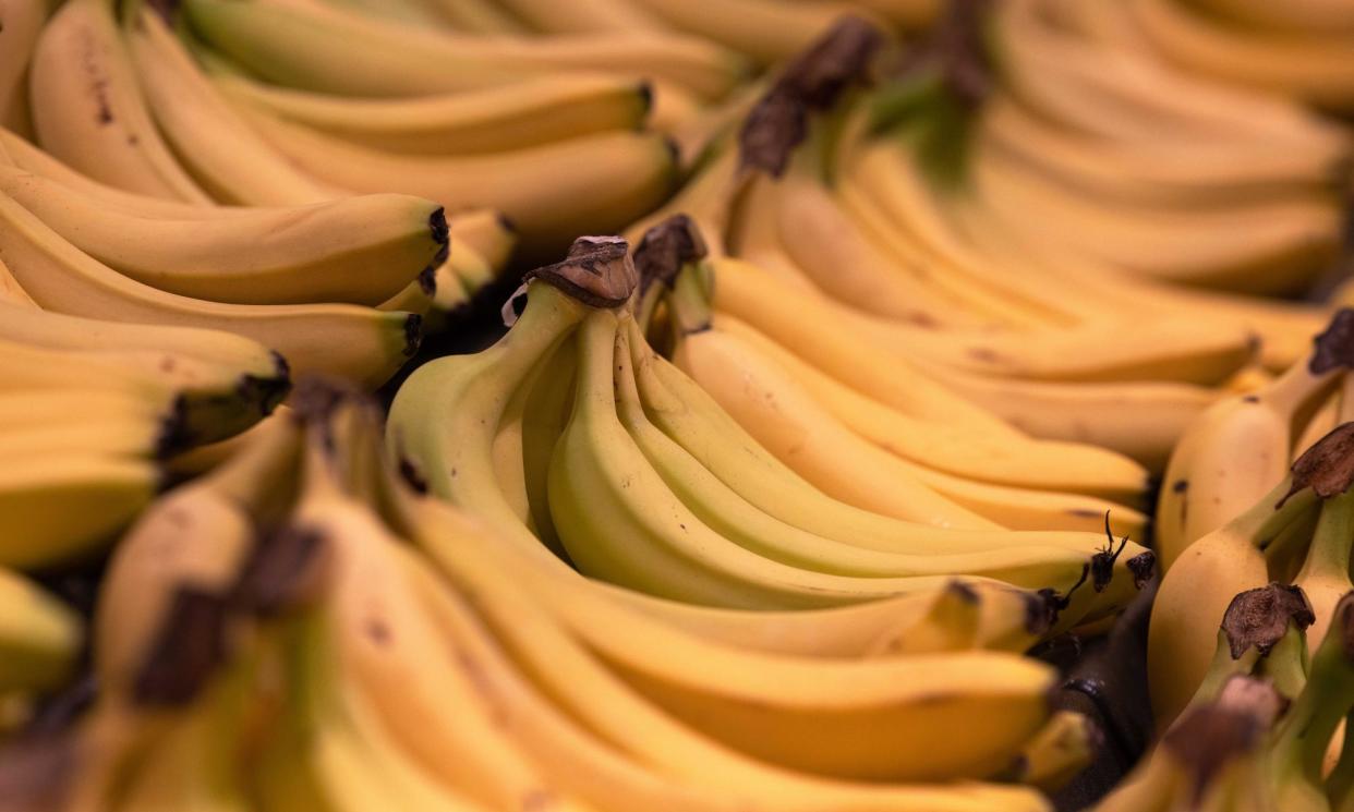 <span>Bananas seem to be the fruit of choice for South American traffickers, with drugs frequently found in shipments to Europe.</span><span>Photograph: Ellen Smith/The Guardian</span>