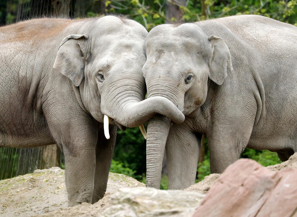 Asia Elephants in Zoo in Heidelberg