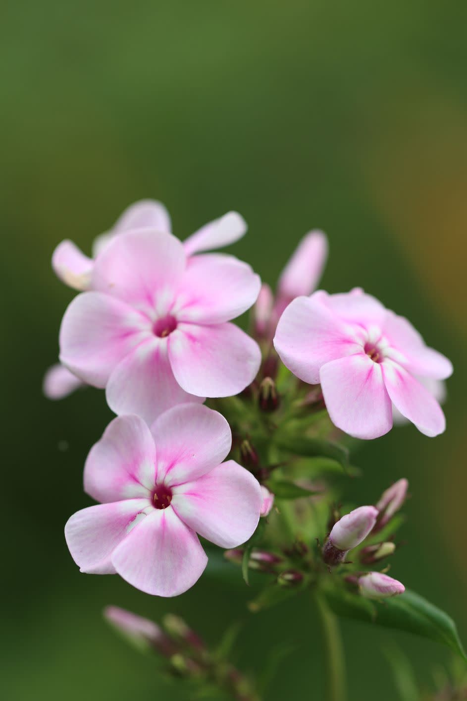 Phlox