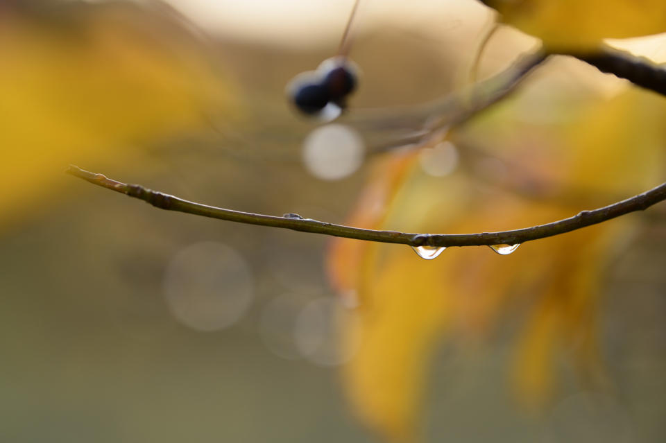 Closeup of droplets on a branch with shallow depth of field