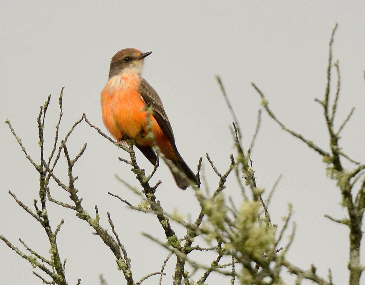 BREWSTER -- 10/25/22 -- A vermilion flycatcher has been putting on a show around a Brewster beach. 
To see more photos, go to www.capecodtimes.com/news/photo-galleries.
Merrily Cassidy/Cape Cod Times