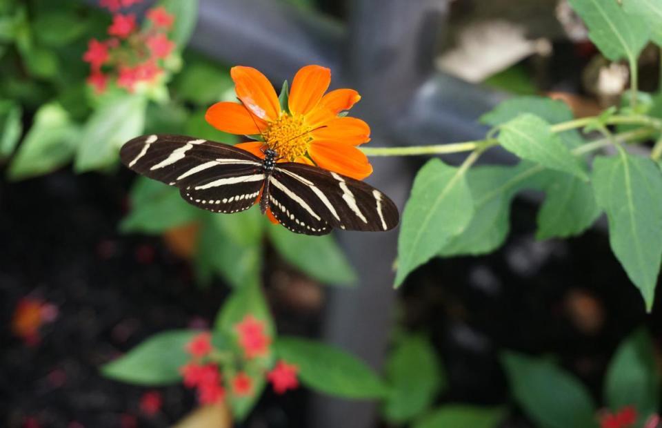 Butterfly World