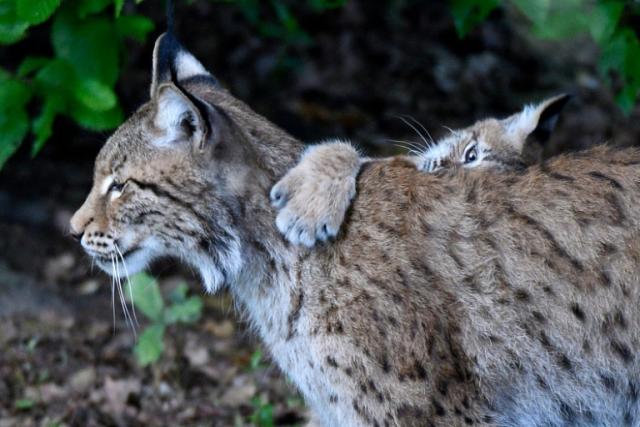Le lynx, identifié en Côte-d'Or, va-t-il étendre son territoire