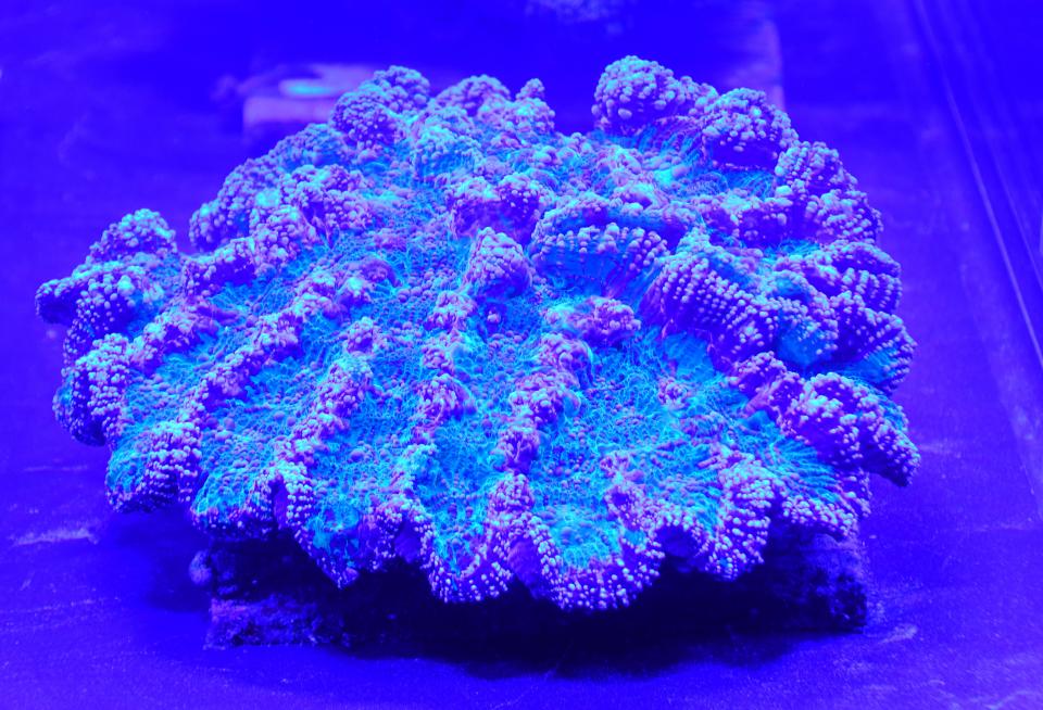 All different kinds of coral are being grown at the SeaWorld Coral Rescue Center with 350 coral colonies and 18 species of at-risk coral.