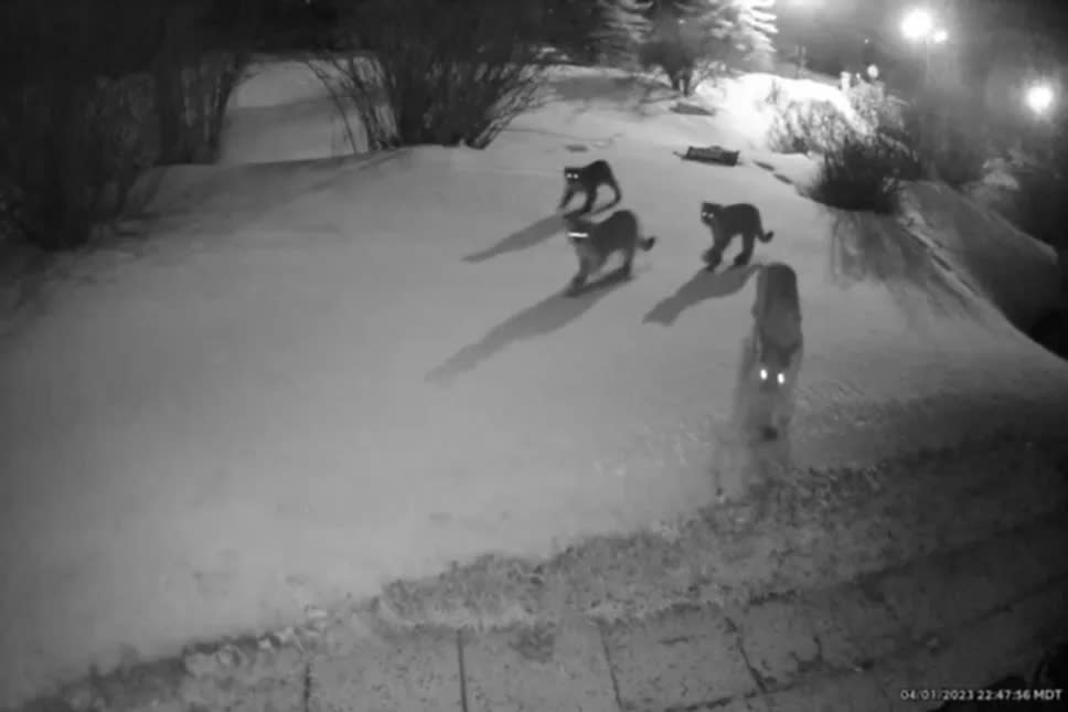 Mountain lions are seen on a Ring camera taking a nighttime stroll in Silverthorne, Colo., in April.