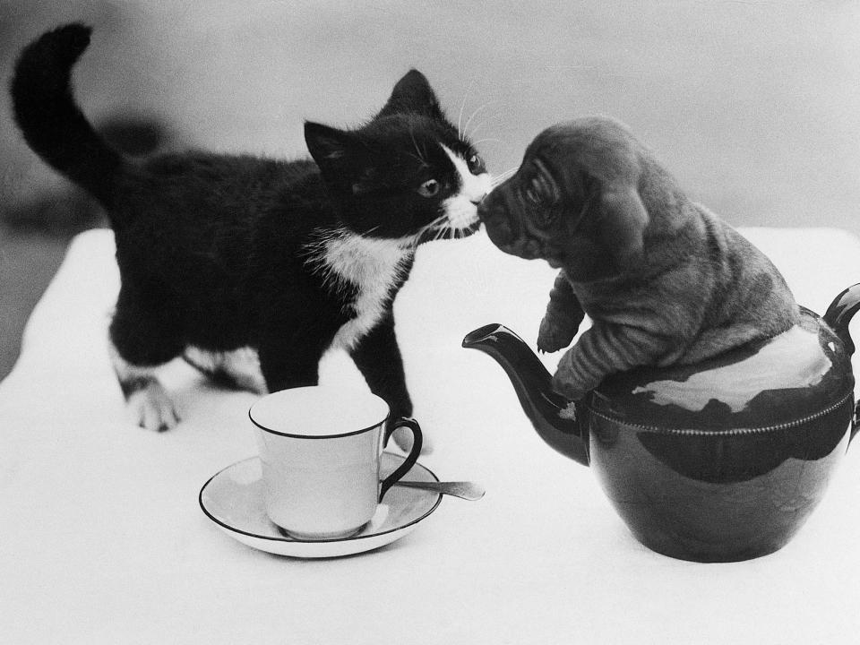 Puppy in Teapot Kissing Kitten