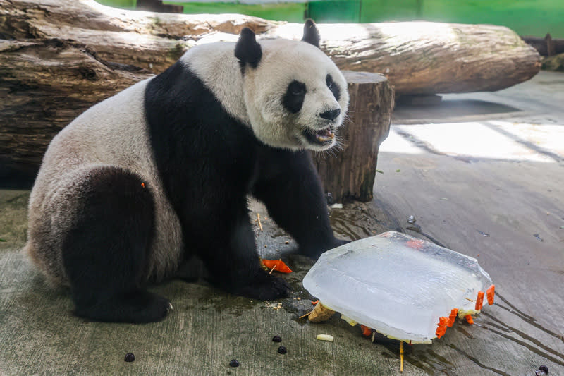 圖為台北市立動物園的大貓熊「圓圓」去年過19歲生日，將園方特製的生日蛋糕推倒在地。（中央社資料照）