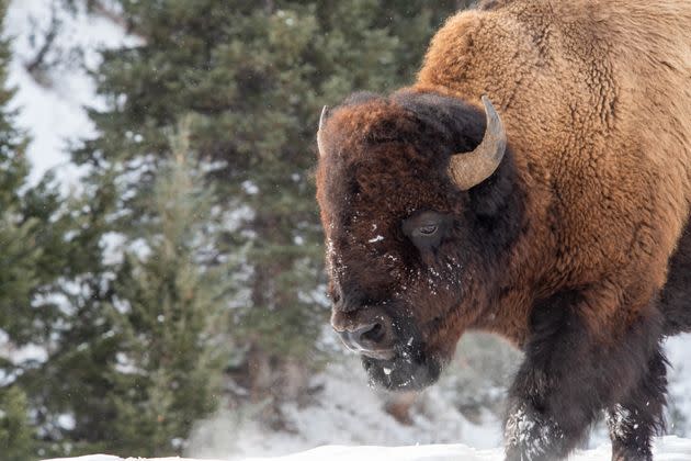 Bison roam in Yellowstone National Park in Wyoming on Feb. 1. Yellowstone Park is developing a new bison population management plan that could result in a decrease in the number slaughtered each year and transfer more to Native American tribes. (Photo: William Campbell via Getty Images)