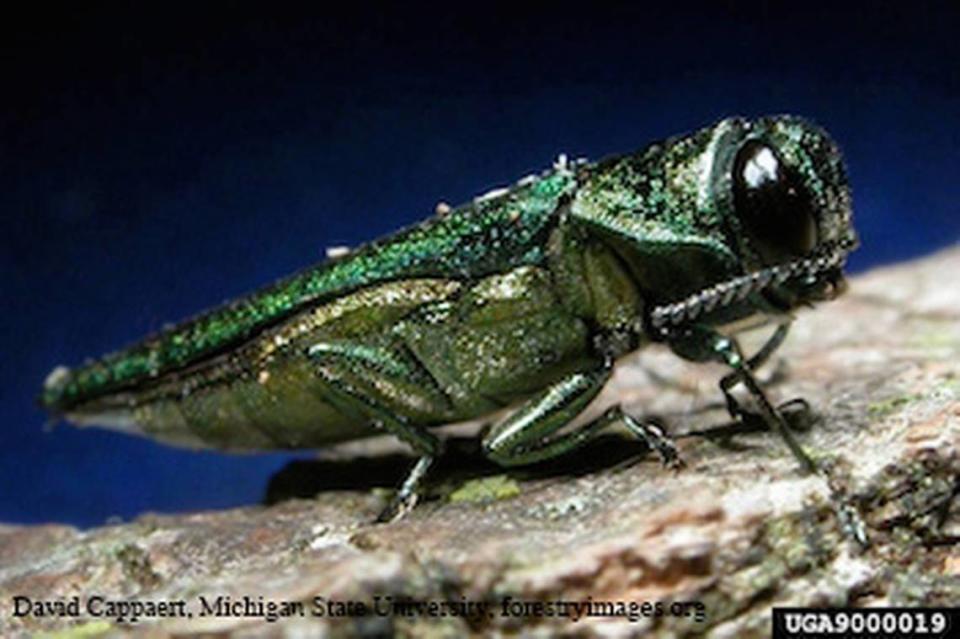 Emerald ash borer