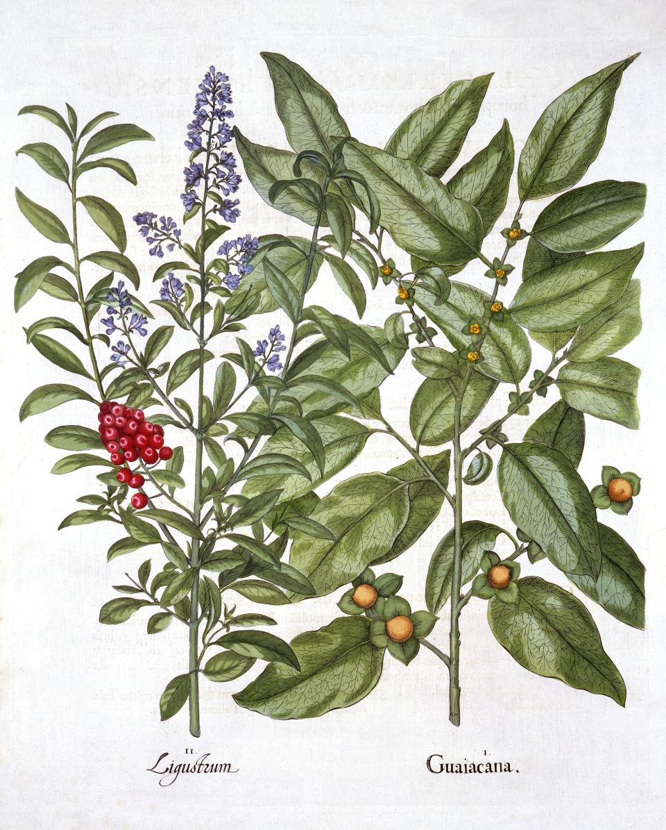 Guaiacum and Chinese Privet, from 'Hortus Eystettensis', by Basil Besler (1561-1629), pub. 1613 (han I Guaiacana; Guaiacum used against syphilis, gout and rheumatism - but is in fact an Asian Ebenaceae aka Date Plum: II Ligustrum;  Poisonous berries once used for blue and black dye; Besler was an apothecary in Nuremberg and was in charge of the gardens of the Prince Bishop near Eichstat;. (Photo by Historica Graphica Collection/Heritage Images/Getty Images)