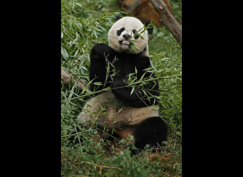Giant Panda Mei Xiang eats a breakfast of bamboo at the National Zoo's Giant Panda Habitat on August 30, 2006.