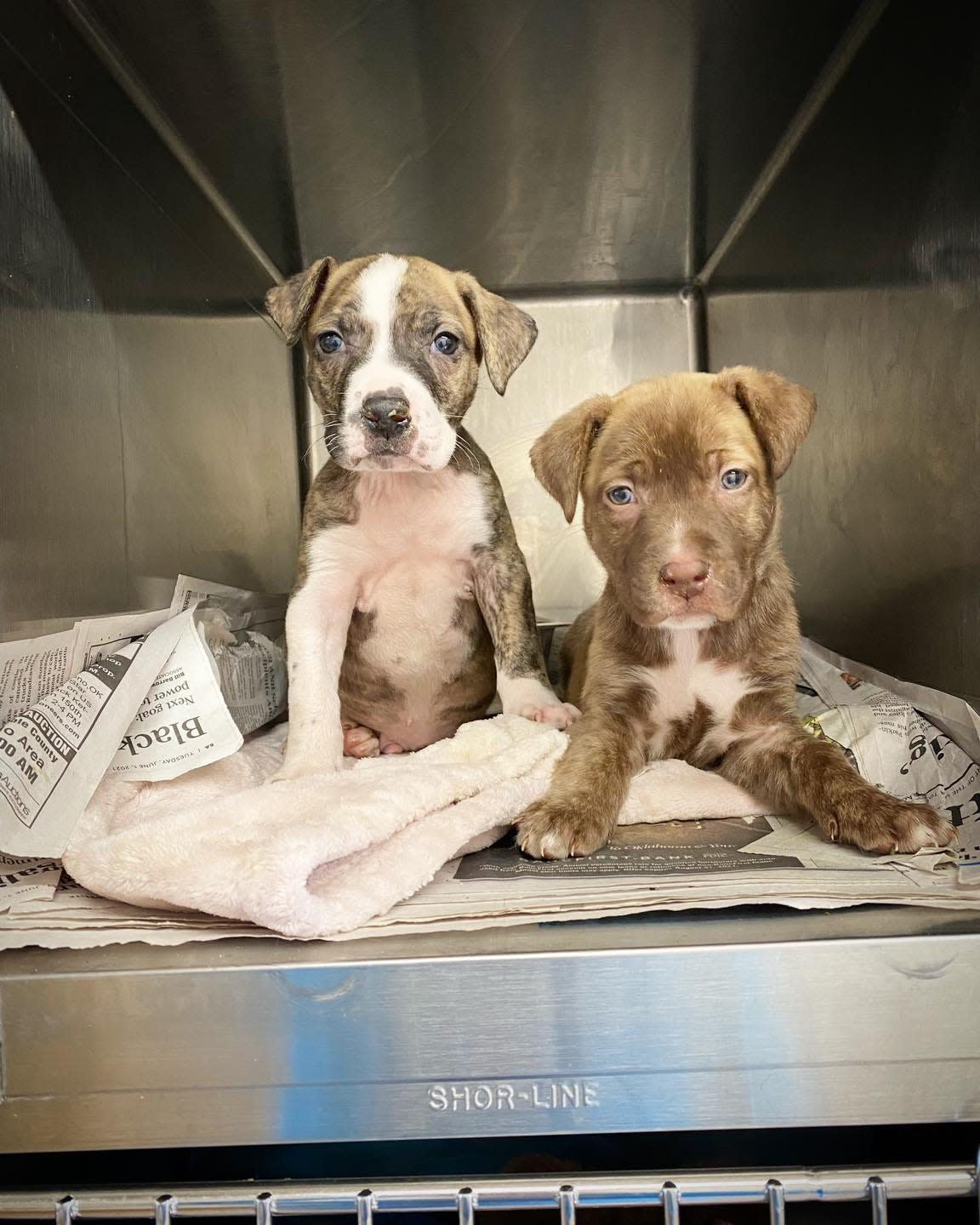 Craven County Animal Protective Services seeks information for the person responsible for dumping a litter of newborn Pitbull puppies.