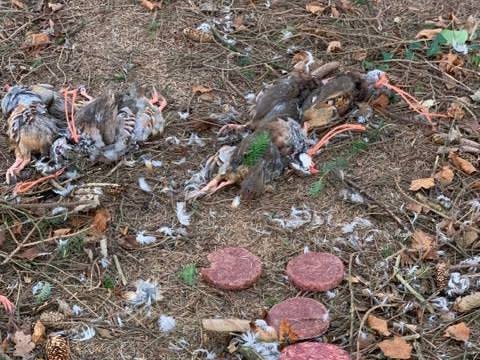 Bird carcasses found 'pegged up' in suspected wildlife poisoning effort in Derry