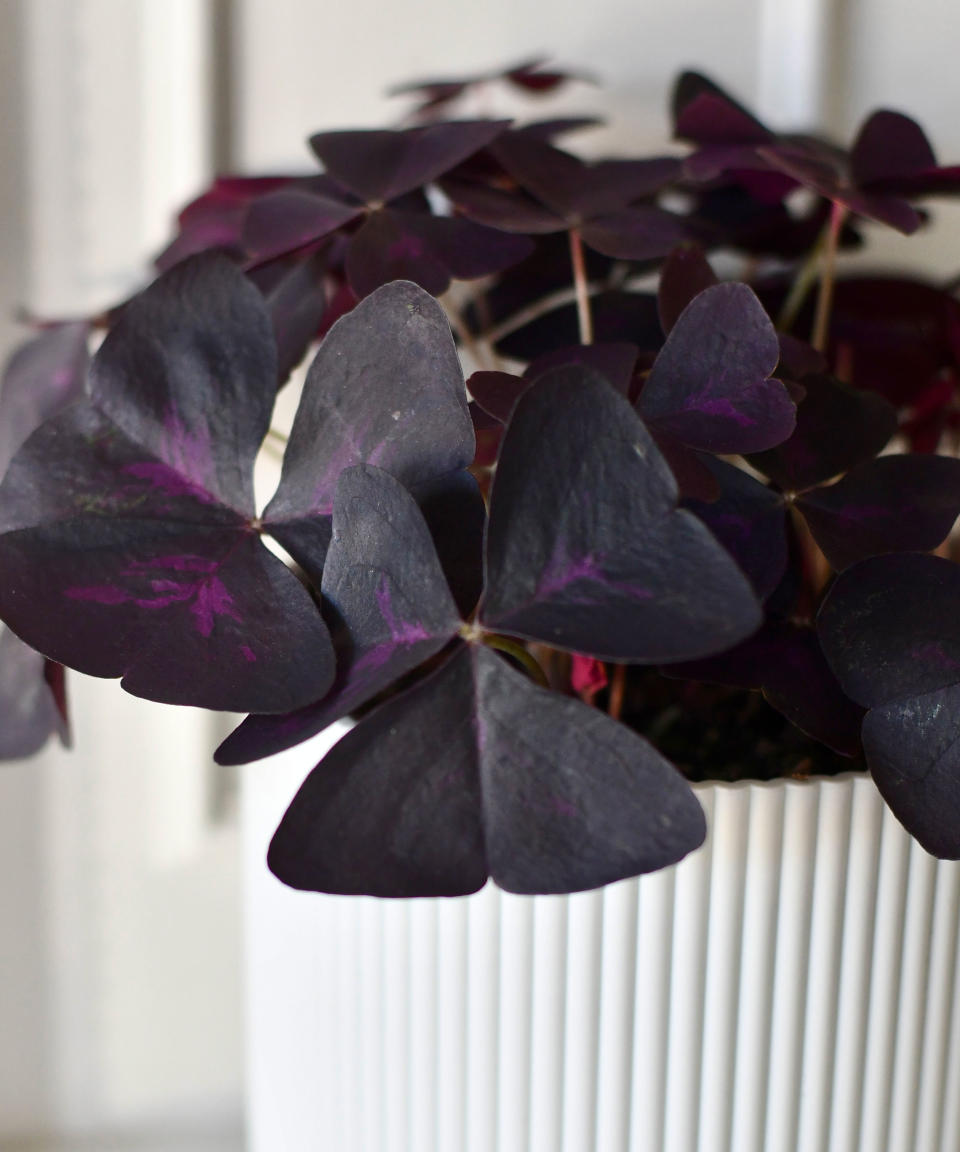 oxalis triangularis winter houseplant