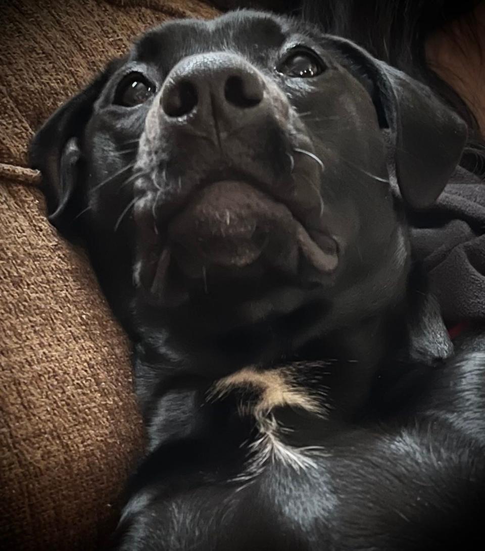 Rosie, pondering the woes of daylight saving time.