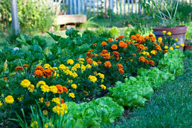 Image of Marigolds flowers to plant in vegetable garden to deter pests