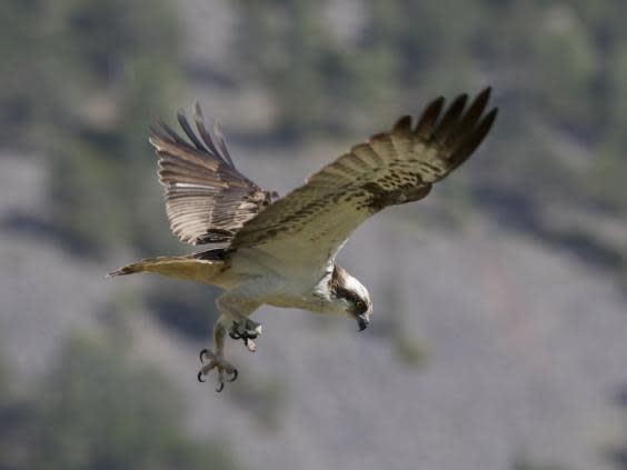 Lessons of a birder: What humans can learn from the airborne creatures