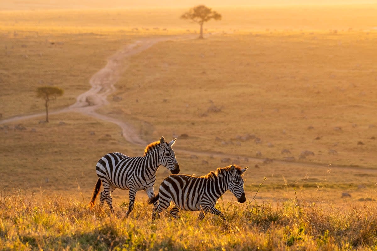 Spotting the Big Five meets candlelit bush dinners in the Kenyan game reserve (Getty Images/iStockphoto)