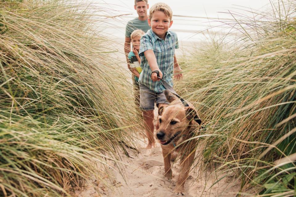 <p>Die zur Verfügung stehende Zeit ist ein wichtiger Faktor, gerade wenn es um die Entscheidung zwischen Hund und Katze geht. Hunde brauchen viel Aufmerksamkeit und Auslauf. Allzu lang können sie meist nicht allein gelassen werden. Vielleicht haben Sie gerade viel Zeit, da Sie aufgrund der Corona-Krise noch immer im Homeoffice sind. Aber wie sieht es danach aus? Dürfen Sie einen Hund mit ins Büro nehmen? Klären Sie unbedingt vorher, ob das bei Ihnen möglich ist. (Bild: iStock / DGLimages)</p>