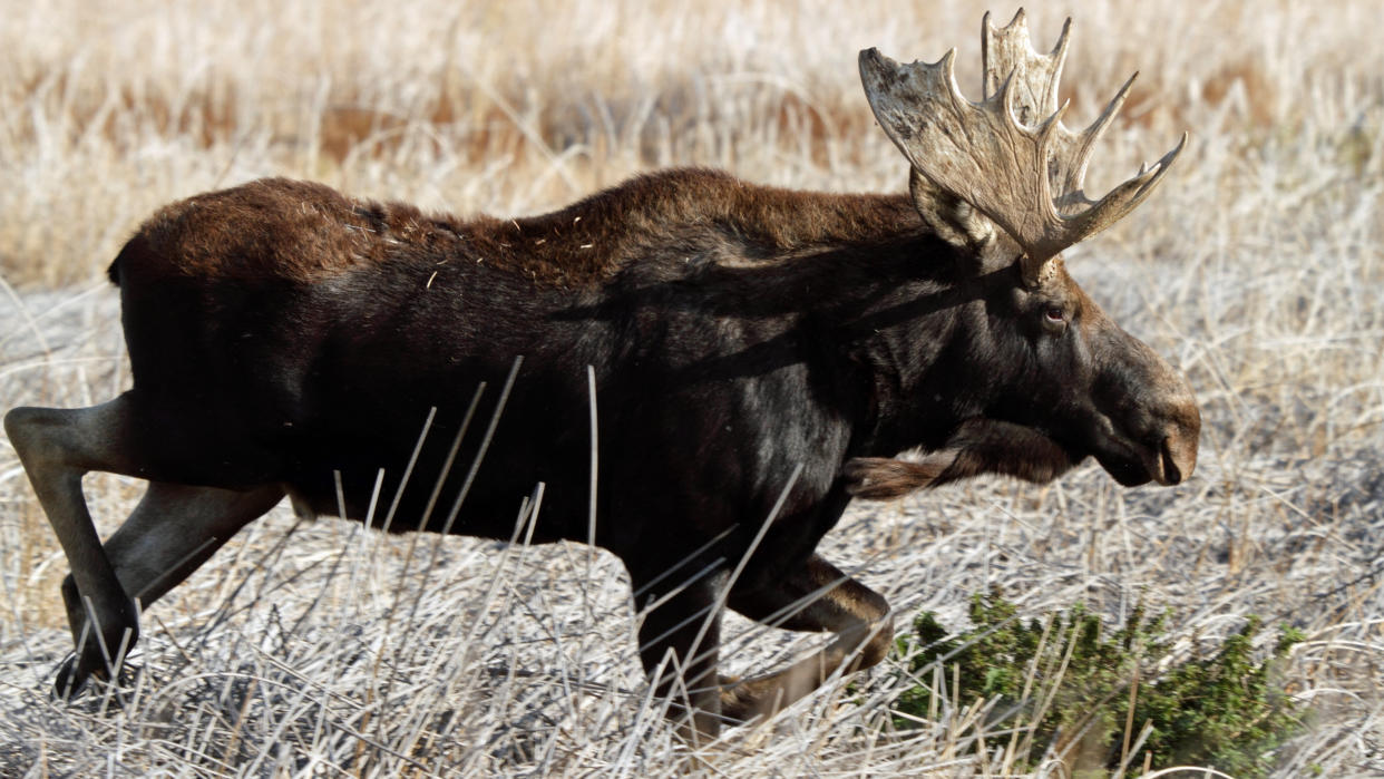  Bull moose running through marsh. 