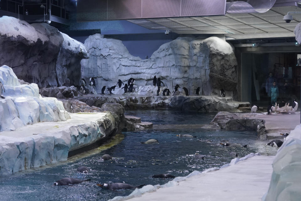 Visitors watch penguins swim at the Polk Penguin Conservation Center at the Detroit Zoo in Royal Oak, Mich., Wednesday, Feb. 16, 2022. The Detroit Zoo's massive penguin center has reopened to the public more than two years after it was shuttered to repair faulty waterproofing. (AP Photo/Paul Sancya)