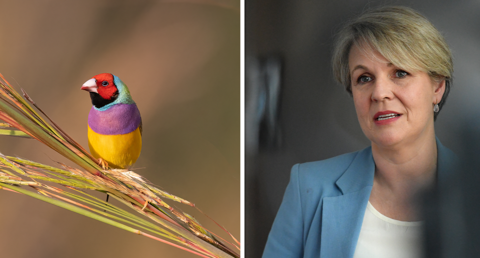 Left - close up picture of a Gouldian finch. Right - Tanya Plibersek