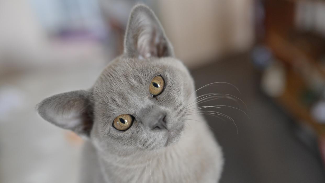  Burmese cat. 